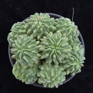 无刺多棱玉小蝌蚪找妈妈手捧花自根根系好一物一拍奇异园艺