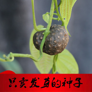 新货何首乌种子 中草药种子 药用植物种子四季易种 花种子 多年生