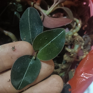 石上藕,公石松,石面莲