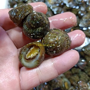 鲜活盘波螺偏腚螺500g香波螺波罗大连小海鲜小海螺海瓜子非田螺蛳