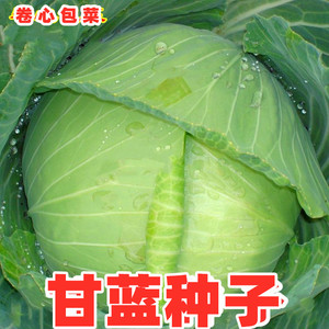 甘蓝种子结球甘蓝包菜种籽京丰一号莲花白卷心菜夏秋季田园蔬菜孑