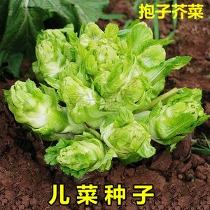 四川儿菜种子芥菜种籽抱子芥菜娃娃菜临江儿菜秋季农家田园蔬菜孑