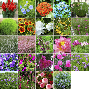 桂花种子