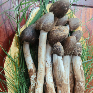 灿林特级新鲜野生鸡枞菌鲜货四川大凉山特产火把鸡纵蘑菇顺丰包邮