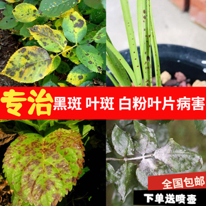 月季兰花黑斑病专用药白粉病叶斑病炭疽病绿植多肉花药农药杀菌剂