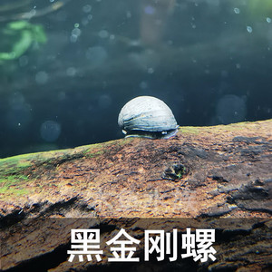 黑金刚螺 高效除藻工具螺观赏螺军螺帽活体鱼缸草缸除藻螺包邮