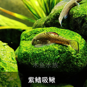 中华吸鳅