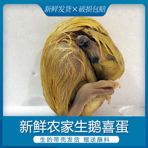 活珠子鹅胚蛋