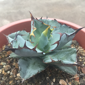多肉植物 盆栽 龙舌兰 蓝鲸 一物一拍 2019.02.16拍摄
