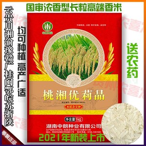 桃湘优莉晶杂交水稻早晚稻种子超泰国香米口感好一二季香米稻种子