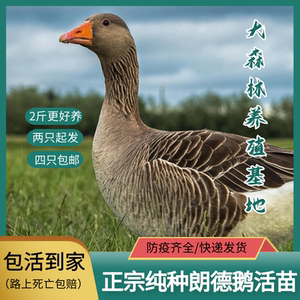 0017人付款淘宝纯种正宗朗德鹅活苗红嘴雁鹅大雁鹅