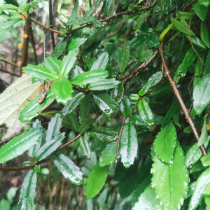 贵州深山中草药吊石苣苔石三七肺红草千锤打石吊兰竹勿刺岩豇豆