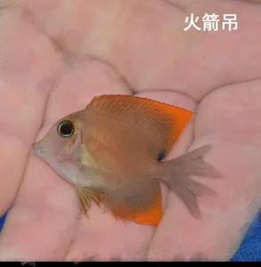 火箭吊 活体海水鱼 蓝眼吊海缸吃藻除藻吊类观赏宠物鱼包活