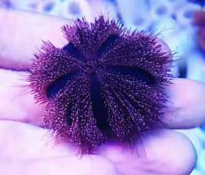 蓝礼服海胆彩色海胆短刺海胆活体海水鱼缸除藻生物快递包活