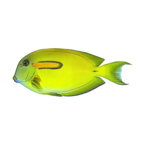 黄金吊 黄一字吊 黄丹吊 黄吊 活体海水鱼5-6厘米