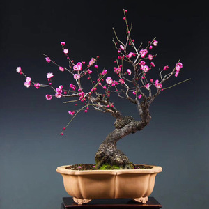 实物红梅花盆景原生朱砂梅腊梅造型树桩室内嫁接老桩耐寒盆栽植物