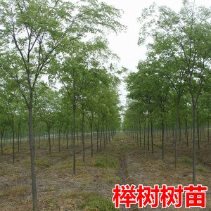 榉树苗绿化苗木庭院室外工程园林榉树大树苗风景树苗大型榉树小苗