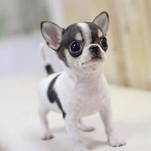 纯种吉娃娃幼犬活体茶杯犬小型迷你长不大可爱的免费领养宠物狗狗