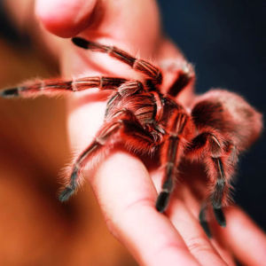 纯种智利火玫瑰蜘蛛 红玫瑰蜘蛛另类活体宠物蜘蛛捕鸟蛛学生蜘蛛