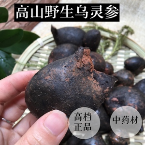 乌灵参
