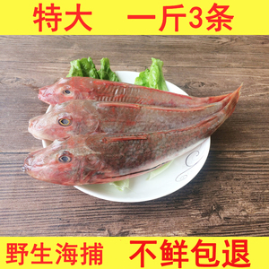 新鲜小虎头鱼