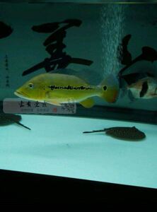 鱼苗活体帝王三间鱼蓝帆五间申古皇冠巴西亚许艺先生阿里巴巴为您