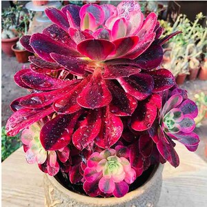 tb992870565220淘宝高级精品多肉老桩多肉法师锦铜壶白锦粉黛嫦娥