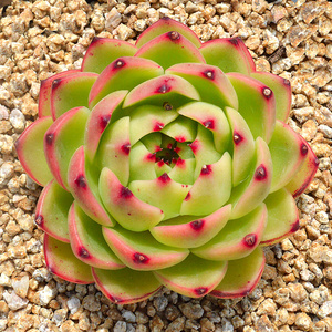 月亮石多肉植物花卉精品稀有品种肉肉绿植室内小盆栽贵货清仓特价