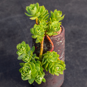 多肉吸财树老桩