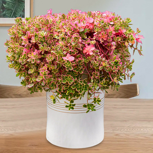 彩色太阳花锦开花多肉植物稀有品种室内绿植盆栽防辐射花卉包邮