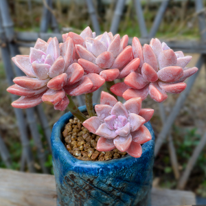 淡雪紫雾老桩多肉植物大颗好养稀有品种罕见肉肉室内盆栽老桩多肉