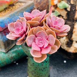 泰曼紫丁香多肉植物老桩稀有品种罕见肉肉精品多肉盆栽肉多多云南