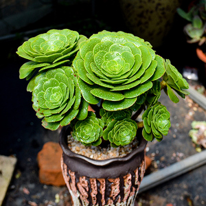 泰曼绿羊绒法师老桩多头大颗肉肉植物稀有品种超大绿法师稀有品种