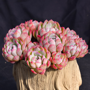 草莓冰多头群生老桩稀有品种多肉植物大颗好养精品贵货肉肉冰梅