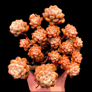 网红粉布偶新品多肉植物新手好养萌肉肉组合盆栽云南包邮阳台花卉