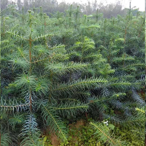 速生红皮杉沙树良种速生杉木苗 杉树苗快速生经济林苗带土满