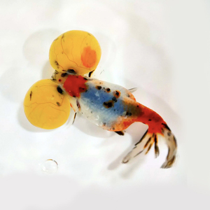 金鱼活鱼精品五花纯红水泡观赏鱼活体冷水淡水风水鱼苗泡眼好养活