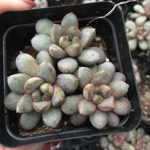 葡萄多肉老桩