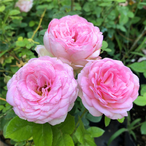 【仿古柯德娜】月季花苗爬藤藤本玫瑰室内花卉盆栽蔷薇科观花植物