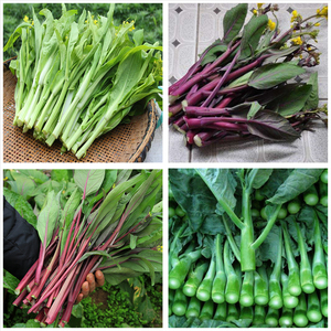 四季播易种芥兰红菜心紫菜薹红油菜芯籽紫菘高产红菜苔籽蔬菜种子