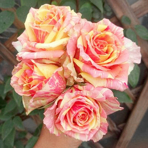 嘉年华月季花苗切花条纹灌木阳台庭院杯状漩砚花卉玫瑰花花卉盆栽