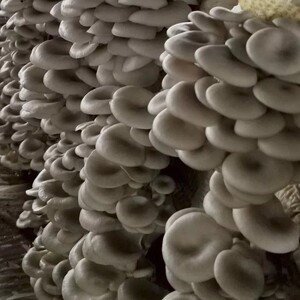 00e代晚秋淘宝食用菌菌种 二级种 平菇种 春夏灰黑色平菇优秀品种
