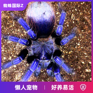 新手推荐巴西大蓝蛛捕鸟蛛蜘蛛温顺活体宠物漂亮