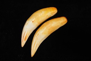 文玩仿真老虎牙骨粉树脂牙狮子牙挂件 大兽牙手把件男士吊坠狼牙