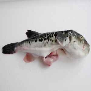 海水养殖河豚鱼一条 红鳍东方鲀生鱼片 发货当天现杀 两条包邮