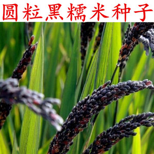 黑米种子黑血糯米种子正宗洋县黑糯米种子谷水稻种子500克送资料