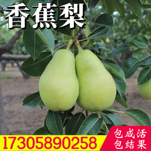 香蕉梨树苗嫁接太婆梨南北方阳台盆栽庭院地栽种植贵妃梨当年结果