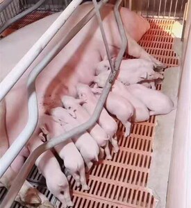 三元母猪苏太黑猪活体杜洛克种公猪崽30斤小猪仔活苗红红火火啊h