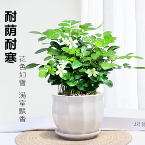 九里香盆栽老桩浓香花卉植物室内外阳台开花绿植四季好养小盆景