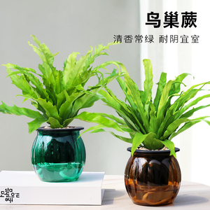 鸟巢蕨盆栽玻璃水培植物办公室桌面四季常绿花卉家庭好养易活植物
